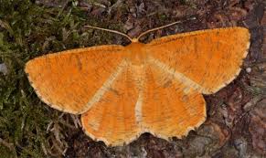 Attēlu rezultāti vaicājumam “Angerona prunaria”