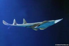 Image result for Glaucostegus cemiculus