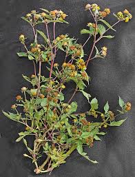 Attēlu rezultāti vaicājumam “Bidens tripartita”