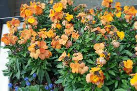 Image result for Cheiranthus cheiri