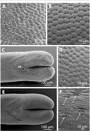 Attēlu rezultāti vaicājumam “Nematomorpha”