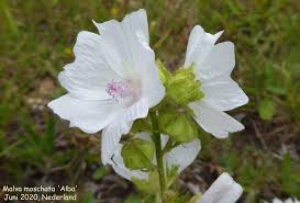 Image result for Malva moschata alba
