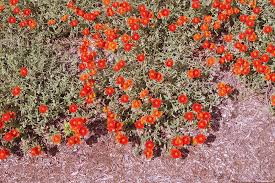 Attēlu rezultāti vaicājumam “Helianthemum nummularium”