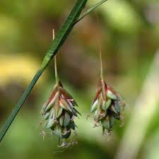 Attēlu rezultāti vaicājumam “Carex paupercula”
