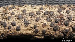 Attēlu rezultāti vaicājumam “Diatrype disciformis”