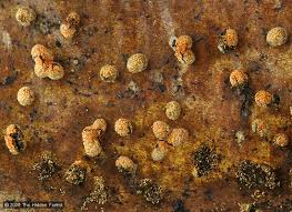 Attēlu rezultāti vaicājumam “Physarum xanthinum macro”