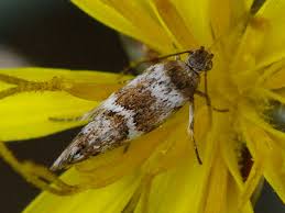 Attēlu rezultāti vaicājumam “Scythrididae”