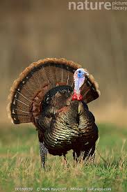 Attēlu rezultāti vaicājumam “Meleagris male”