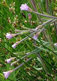 Attēlu rezultāti vaicājumam “Epilobium palustre fruit”
