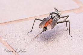 Attēlu rezultāti vaicājumam “Nepa cinerea imago”