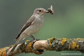 Attēlu rezultāti vaicājumam “Muscicapa striata adult”
