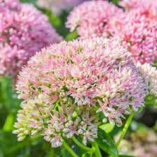 Attēlu rezultāti vaicājumam “Thuja occidentalis flower”