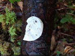 Attēlu rezultāti vaicājumam “Badhamia flavoglauca sessile”