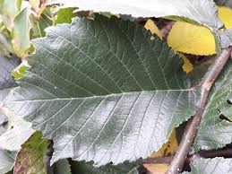 Attēlu rezultāti vaicājumam “Ulmus x hollandica leaf”