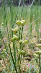 Attēlu rezultāti vaicājumam “Scheuchzeria palustris flower”