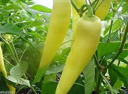 Afbeeldingsresultaat voor hungarian sweet white sweet pepper