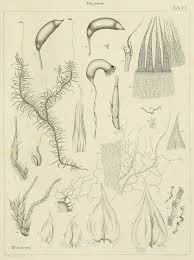 Attēlu rezultāti vaicājumam “Helodium blandowii”