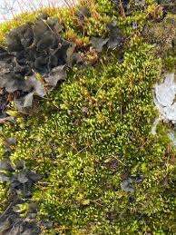 Attēlu rezultāti vaicājumam “Campylophyllum sommerfeltii”