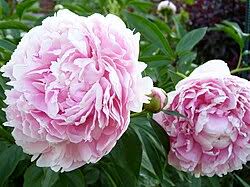 Attēlu rezultāti vaicājumam “Paeonia lactiflora flower”