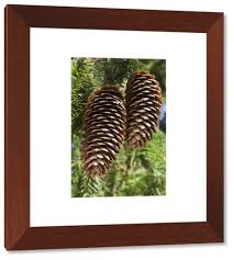 Attēlu rezultāti vaicājumam “Picea abies fo. virgata”