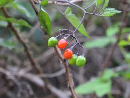Attēlu rezultāti vaicājumam “Solanum dulcamara fruit”