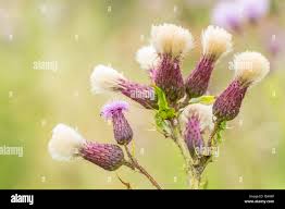 Attēlu rezultāti vaicājumam “Cirsium arvense flower”