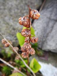 Attēlu rezultāti vaicājumam “Pyrola minor bud”