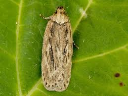 Attēlu rezultāti vaicājumam “Depressaria olerella imago”