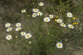 Attēlu rezultāti vaicājumam “Tripleurospermum inodorum”