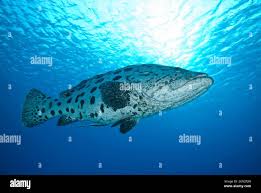 Image result for Epinephelus tukula