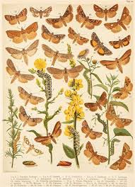 Attēlu rezultāti vaicājumam “Cucullia verbasci”