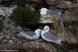 Attēlu rezultāti vaicājumam “Rissa tridactyla”