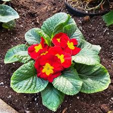 Attēlu rezultāti vaicājumam “Primulaceae”