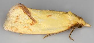 Attēlu rezultāti vaicājumam “Agapeta hamana”