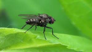 Attēlu rezultāti vaicājumam “Muscidae”