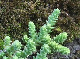 Image result for Sedum acre