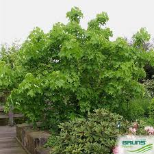 Attēlu rezultāti vaicājumam “Kalopanax septemlobus”