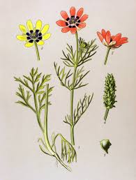 Image result for Adonis aestivalis