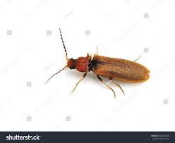 Attēlu rezultāti vaicājumam “Denticollis linearis”