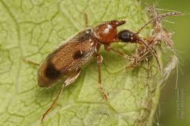 Attēlu rezultāti vaicājumam “Notoxus monoceros”