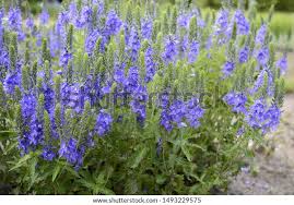 Attēlu rezultāti vaicājumam “Veronica austriaca subsp. teucrium”