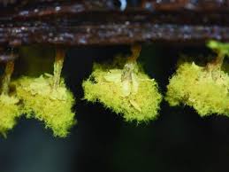 Attēlu rezultāti vaicājumam “Trichia erecta spores”