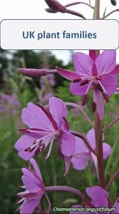 Attēlu rezultāti vaicājumam “Onagraceae”