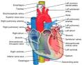 Esophagus - Wikipedia, the free encyclopedia