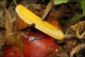 Attēlu rezultāti vaicājumam “Lithosia quadra female”