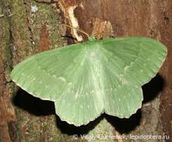 Attēlu rezultāti vaicājumam “Geometra papilionaria”