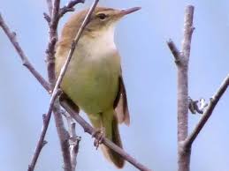 Attēlu rezultāti vaicājumam “Acrocephalus dumetorum”