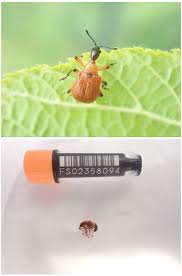 Attēlu rezultāti vaicājumam “Apoderus coryli”