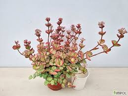 Image result for 붶