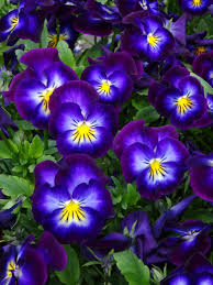 Image result for Viola cornuta